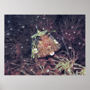 Boxfish in de koraal poster