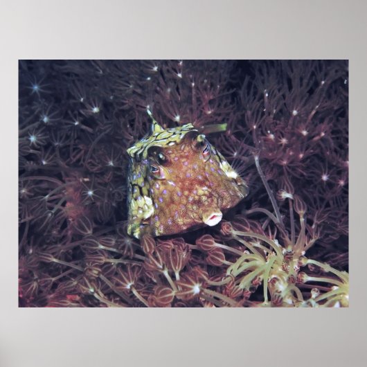 Boxfish in de koraal poster (Voorkant)