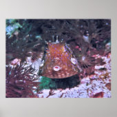 Boxfish in Komodo Poster (Voorkant)