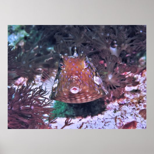 Boxfish in Komodo Poster (Voorkant)