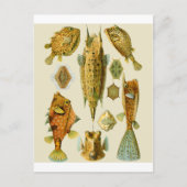 Boxfish of Cowfish Briefkaart (Voorkant)