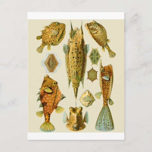 Boxfish of Cowfish Briefkaart (Voorkant)