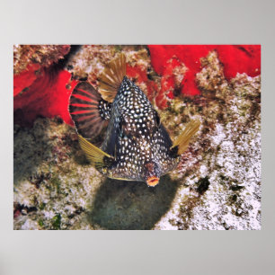 Boxfish Portret Poster