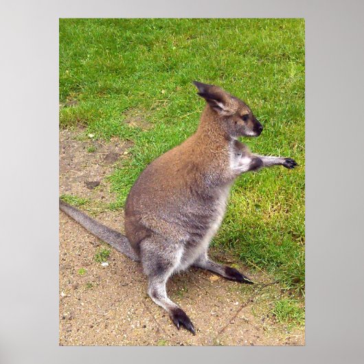 Boxing Kangaroo, Poster (Voorkant)