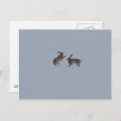 Boxinghazen Briefkaart (Voorkant / Achterkant)