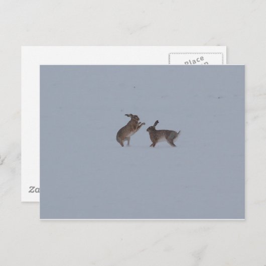 Boxinghazen Briefkaart (Voorkant / Achterkant)