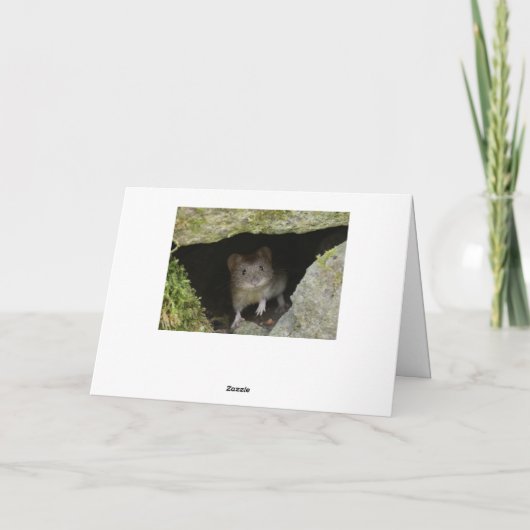 Boxinghazen Kaart (Achterkant)