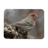 Boy House Finch Magnet Magneet (Horizontaal)