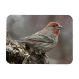 Boy House Finch Magnet Magneet