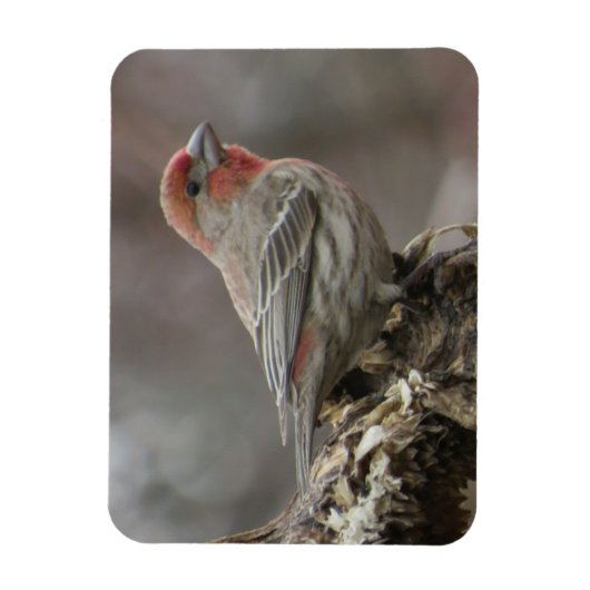 Boy House Finch Magnet Magneet (Verticaal)