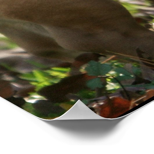 Boy Named Sue Poster (Hoek)