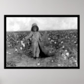 Boy Picking Cotton in Comanche, OK 1916 Poster (Voorkant)
