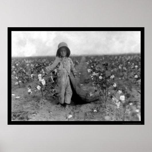 Boy Picking Cotton in Comanche, OK 1916 Poster (Voorkant)