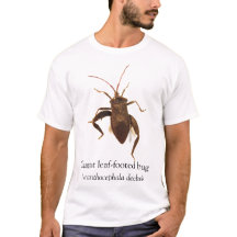 BOYB Giant leaf-footed bug
