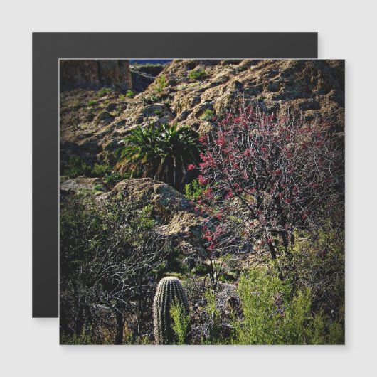 Boyce Thompson Arboretum (Voorkant / Achterkant)