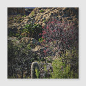 Boyce Thompson Arboretum (Voorkant)