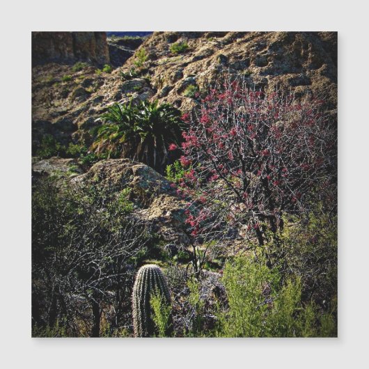 Boyce Thompson Arboretum (Voorkant)