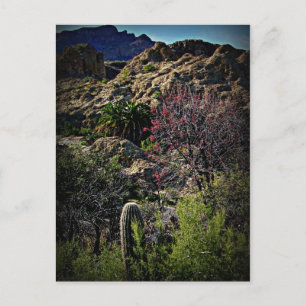 Boyce Thompson Arboretum Briefkaart