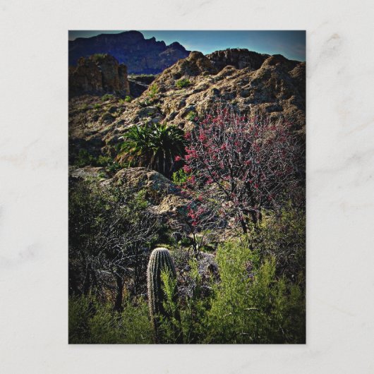 Boyce Thompson Arboretum Briefkaart (Voorkant)