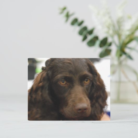 Boykin Spaniel Briefkaart (Staand voorkant)