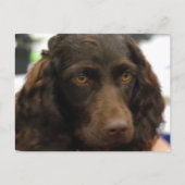 Boykin Spaniel Briefkaart (Voorkant)