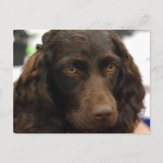 Boykin Spaniel Briefkaart (Voorkant)