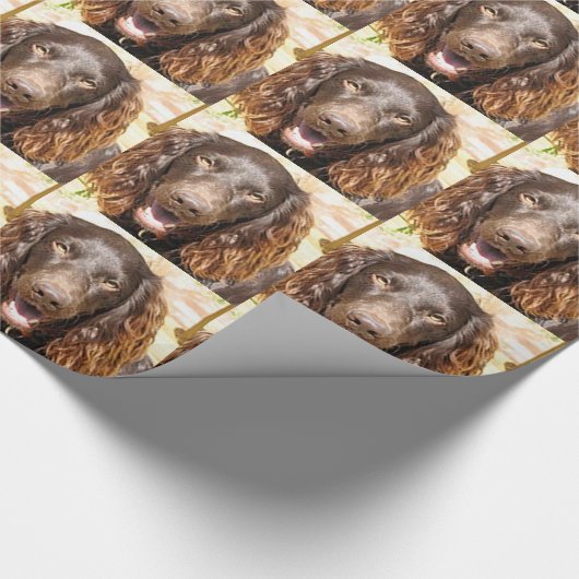 Boykin_spaniel Cadeaupapier (Hoek)
