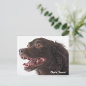 Boykin Spaniel Photo Post Card Briefkaart (Staand voorkant)