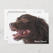 Boykin Spaniel Photo Post Card Briefkaart (Voorkant / Achterkant)
