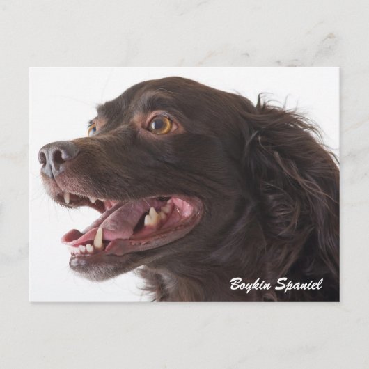 Boykin Spaniel Photo Post Card Briefkaart (Voorkant)