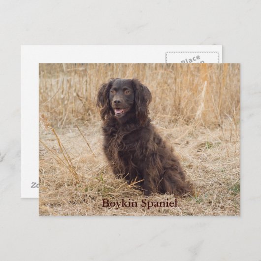 Boykin Spaniel Post Card Briefkaart (Voorkant / Achterkant)