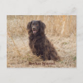 Boykin Spaniel Post Card Briefkaart (Voorkant)