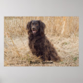 Boykin Spaniel Poster (Voorkant)