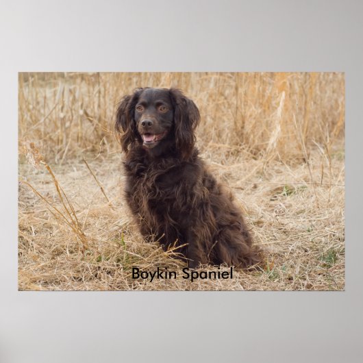 Boykin Spaniel Poster (Voorkant)