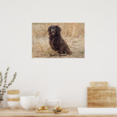 Boykin Spaniel Poster (Keuken)