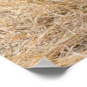 Boykin Spaniel Poster (Hoek)