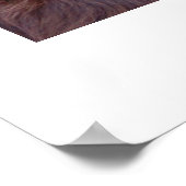 Boykin Spaniel Poster (Hoek)