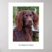Boykin Spaniel Poster (Voorkant)
