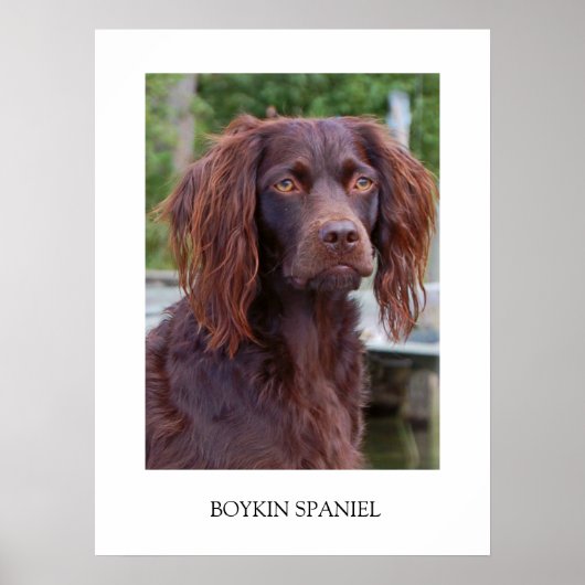 Boykin Spaniel Poster (Voorkant)