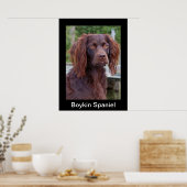 Boykin Spaniel Poster (Keuken)