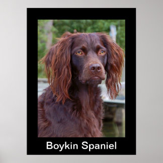Boykin Spaniel Poster