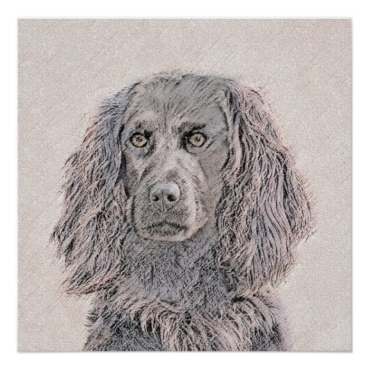 Boykin Spaniel Schilderen - Kute Original Dog Art Perfect Poster (Voorkant)