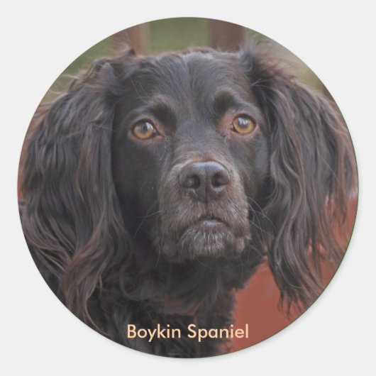 Boykin Spaniel Stickers (Voorkant)