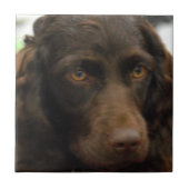 Boykin Spaniel Tile Tegeltje (Voorkant)