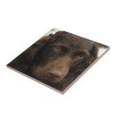 Boykin Spaniel Tile Tegeltje (Zijkant)