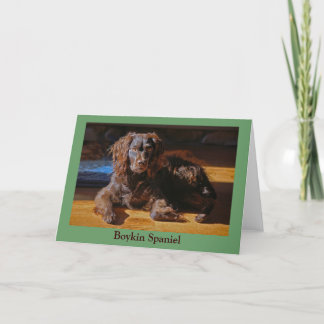 Boykin Spaniel-Wenskaart Kaart