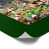 Boykin Spaniels Poster (Hoek)