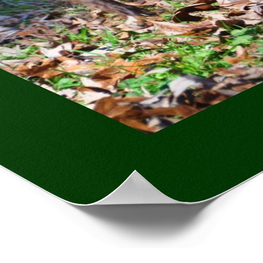 Boykin Spaniels Poster (Hoek)