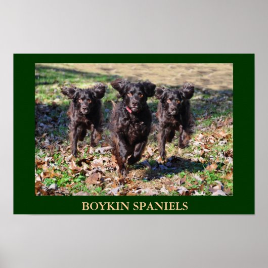 Boykin Spaniels Poster (Voorkant)