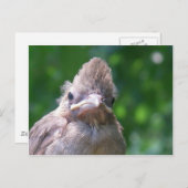 boze baby vogel briefkaart (Voorkant / Achterkant)